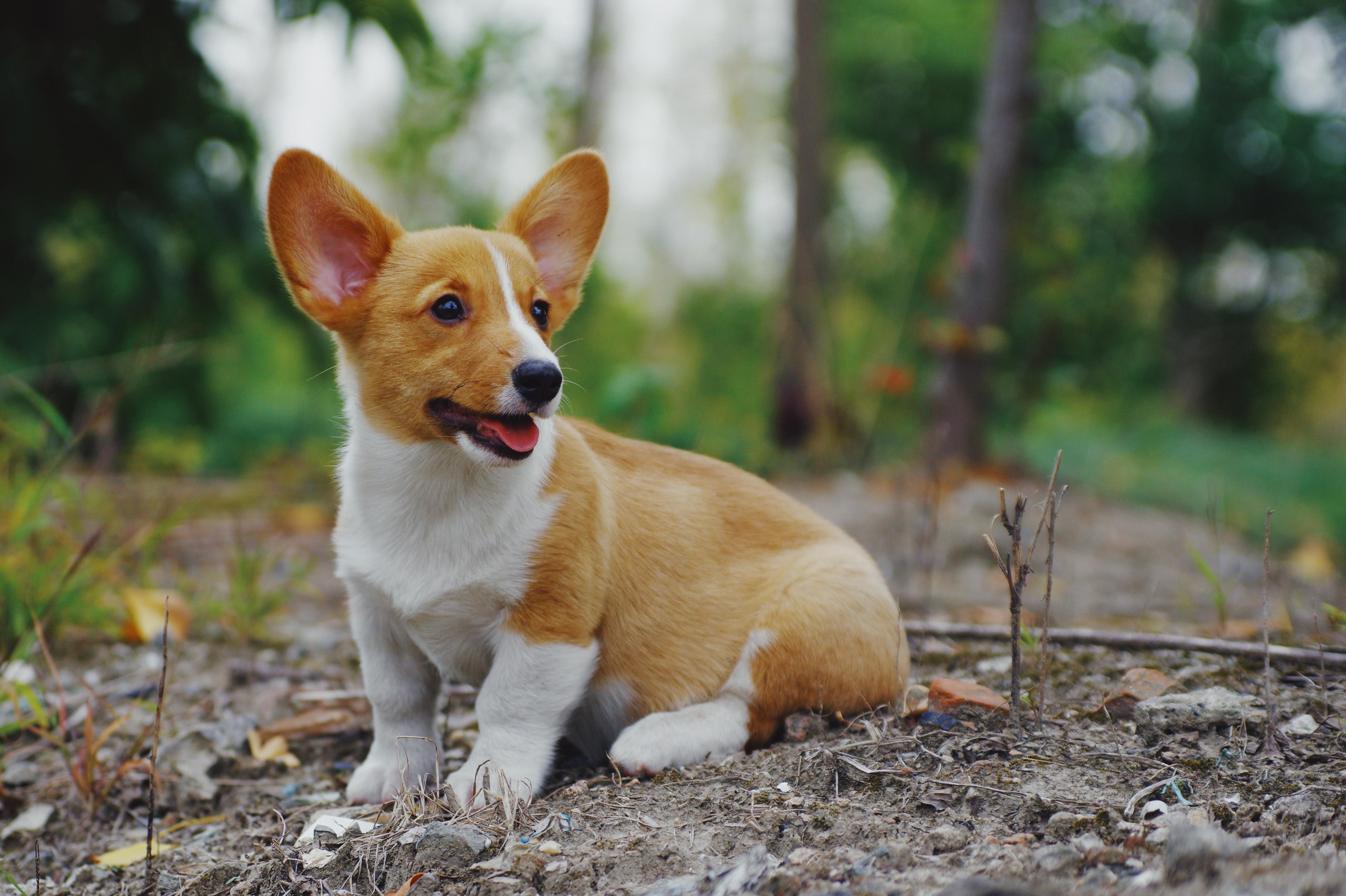 dog is sitting